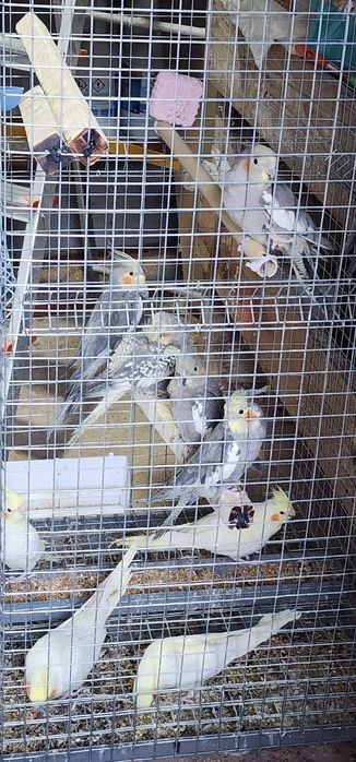 Aves caturras 2025