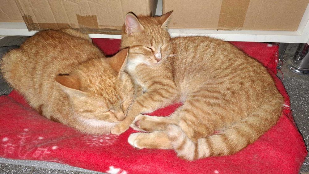 Рыжие мальчики котята подобраны к лотку приучены