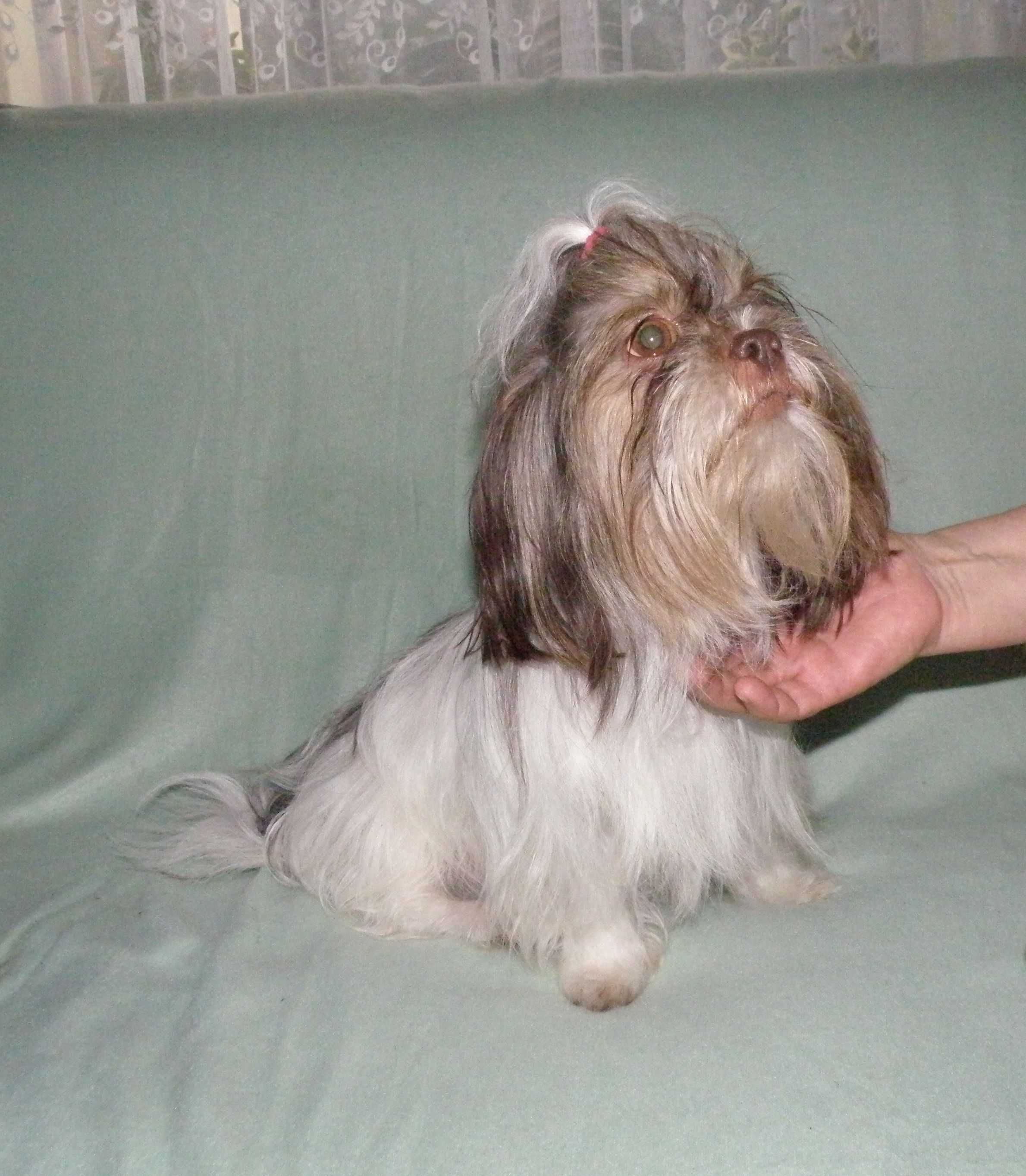 Śliczny piesek rasy Shih Tzu