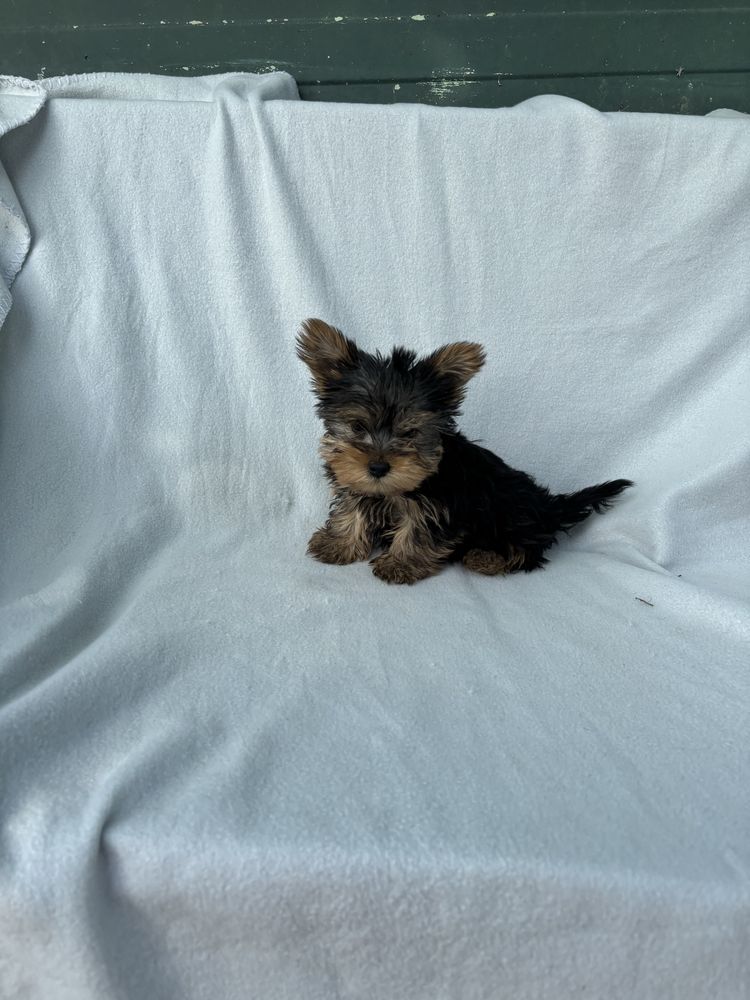 Yorkshire terrier miniatura macho