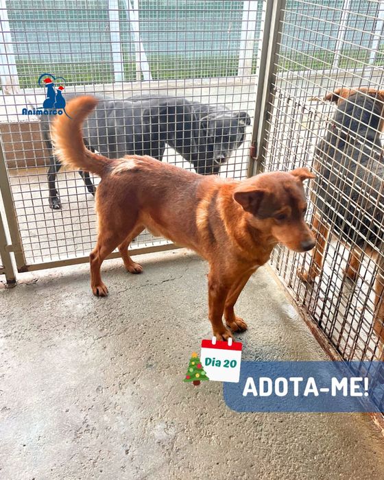 Funny - cao porte medio - para adoçao