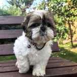 Śliczna suczka shih tzu