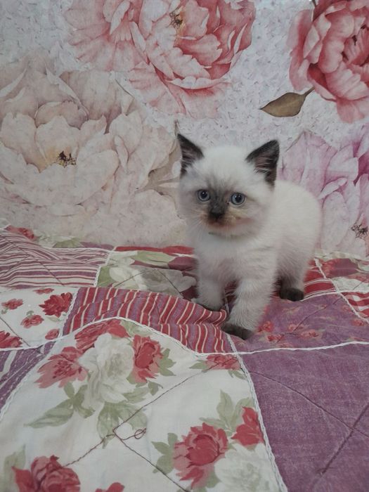 Кошенятко хлопчик