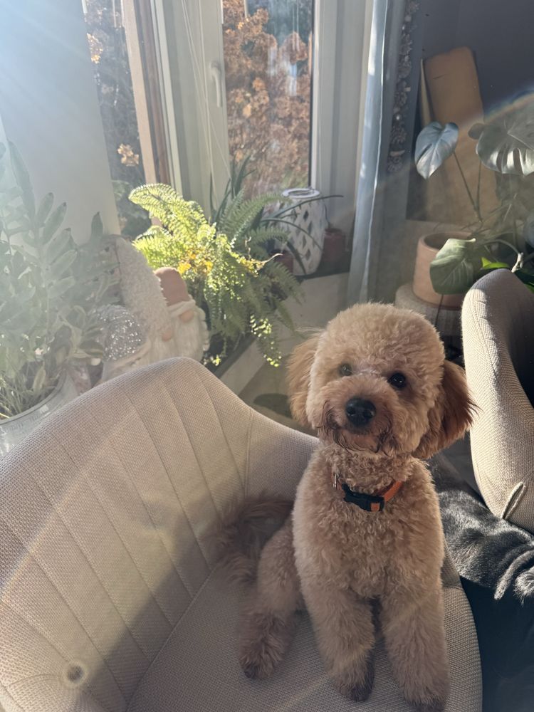 Śliczna dziewczynka Golden Doodle f1b mini