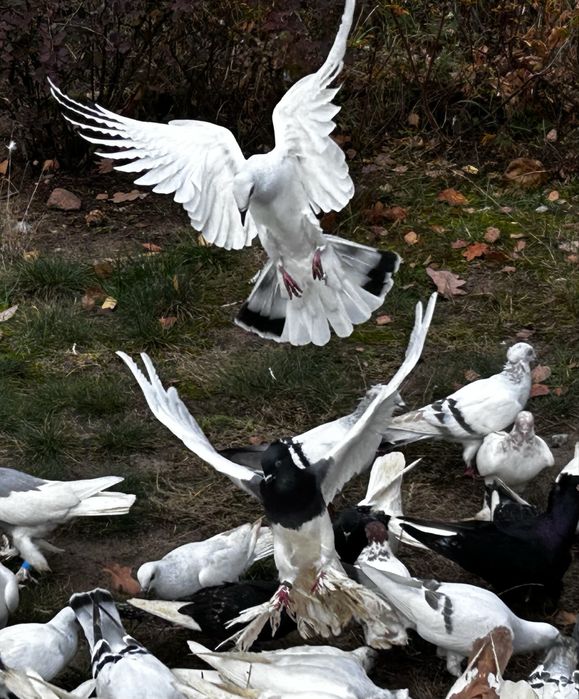 Sprzedam stado gołębi