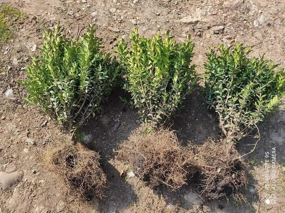 Туя смарагд-різні розміри-відправка