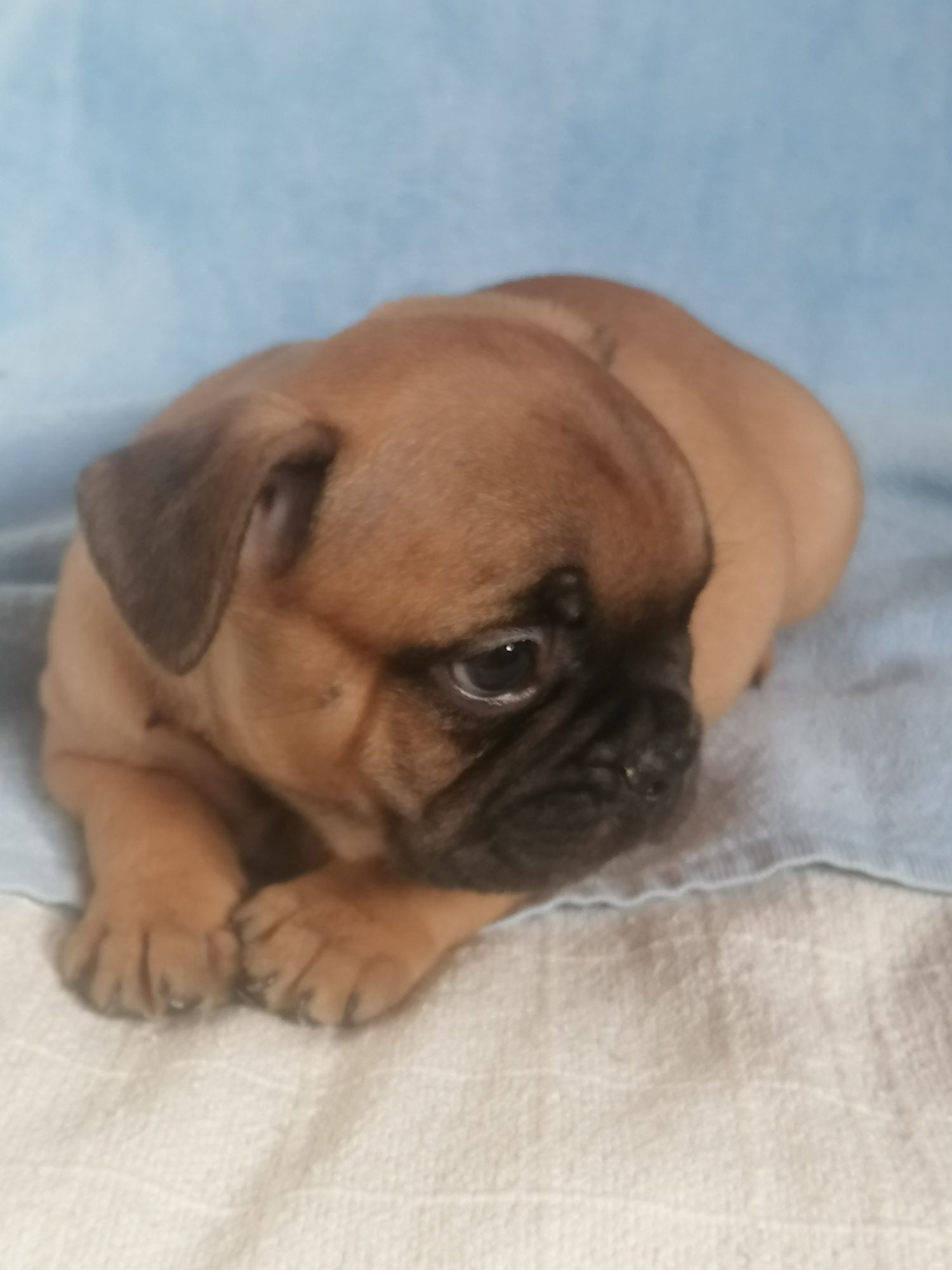 Bulldog francês excelente