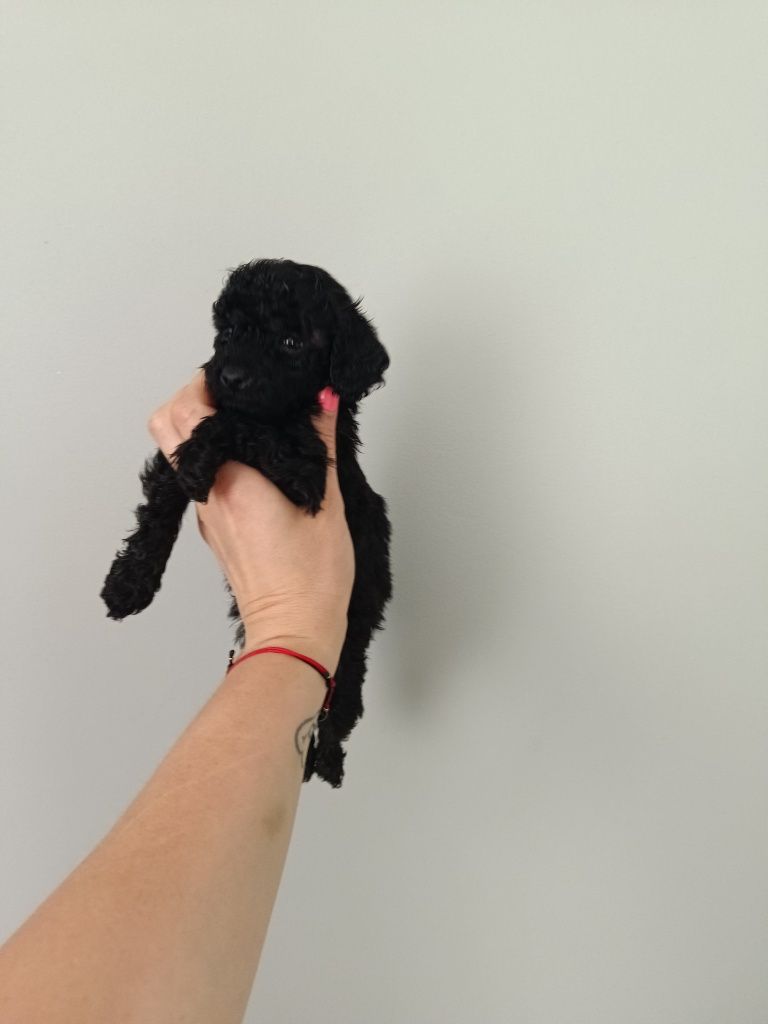 Pudel Miniaturowy/Toy sunia Cindy MALEŃKA Srebrna odbiór od 26.07
