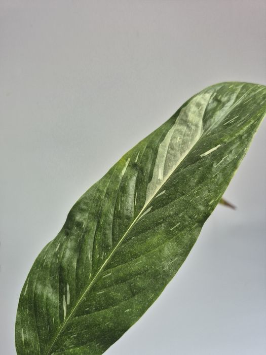 Skrzydłokwiat variegata