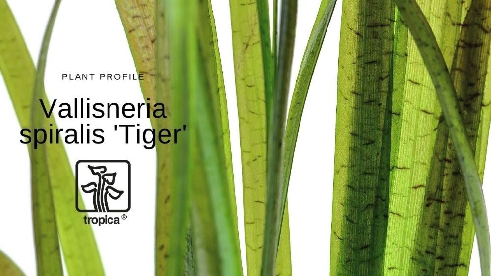 Vallisneria spiralis ´Tiger`