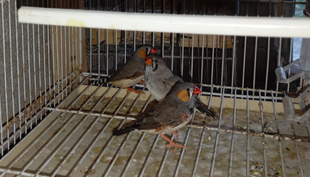 Mandarins - 2 machos + 2 Fêmeas