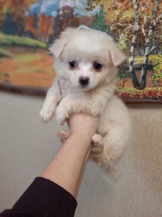 Продам девочку Мальтезе.