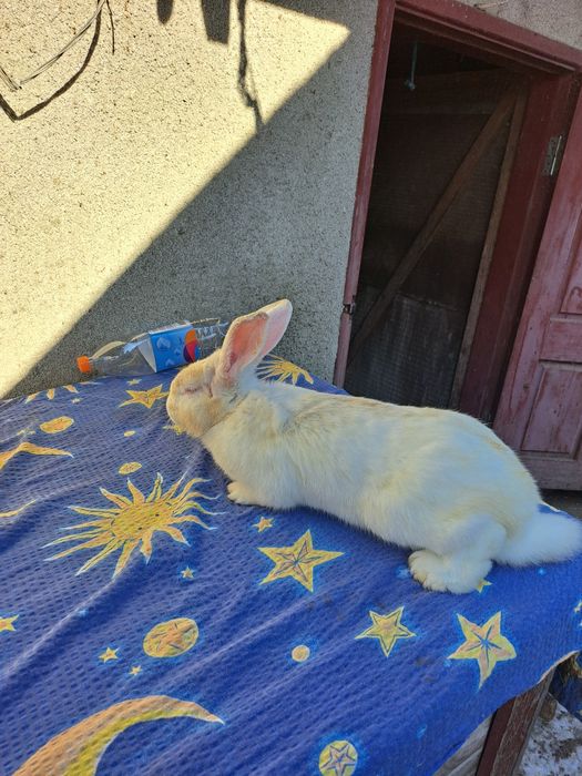 Продам кролика, кролів, кролика, кроля Панон