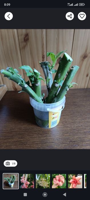 Brugmansja Patyki do samodzielnego ukorzenienia.