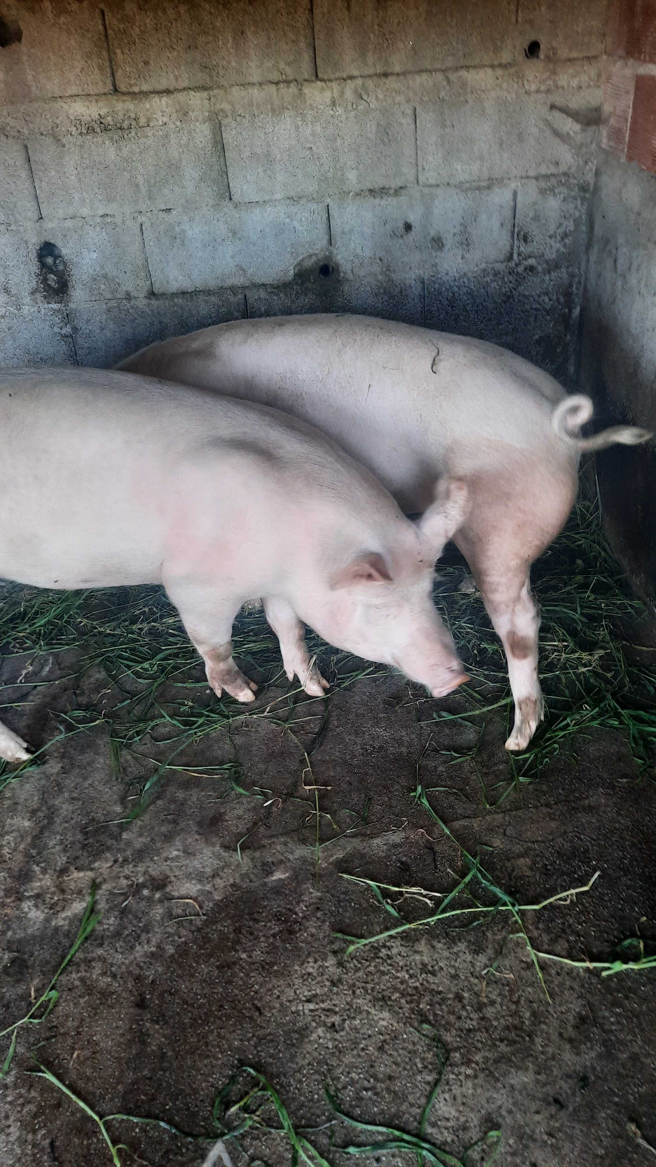 Vendo  porco caseiro