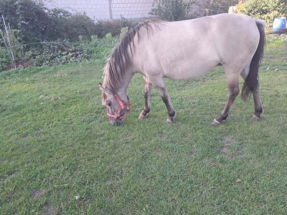 Klacze konika polskiego