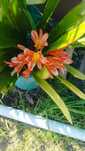 Clivias em vaso para jardim