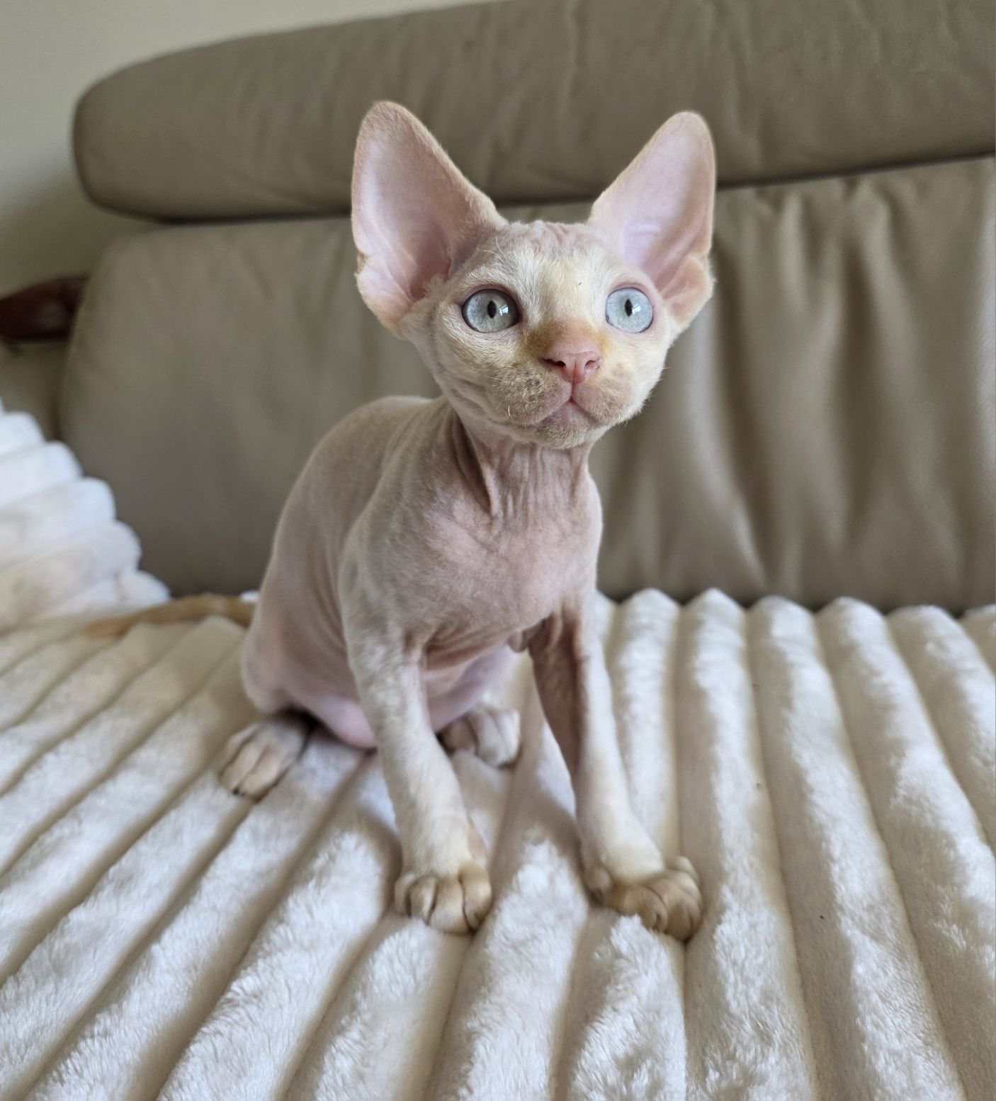 Devon Rex - Kasper - Gotowy do odbioru Kocurek Point z Niebieskimi Ocz