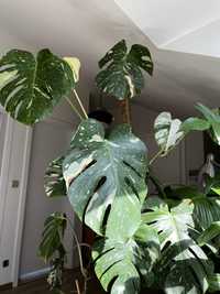 Monstera Thai cala roslina z palikiem