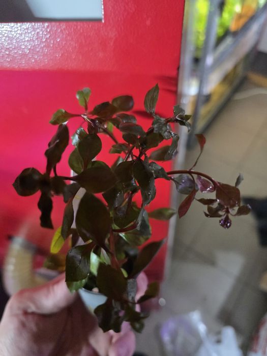 Ludwigia sp mini red