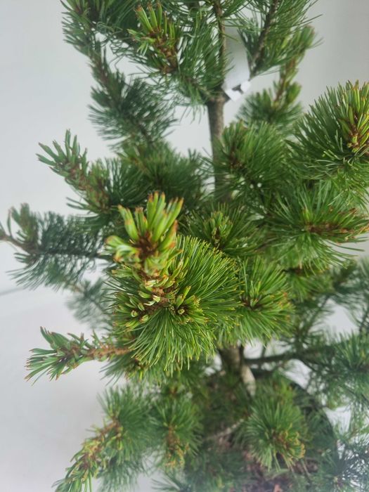 Sosna Drobnokwiatowa Pinus Negishi – Drzewko Ozdobne, Wys. 120 cm, 7L