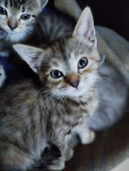 Віддамо в добрі руки кошенят...