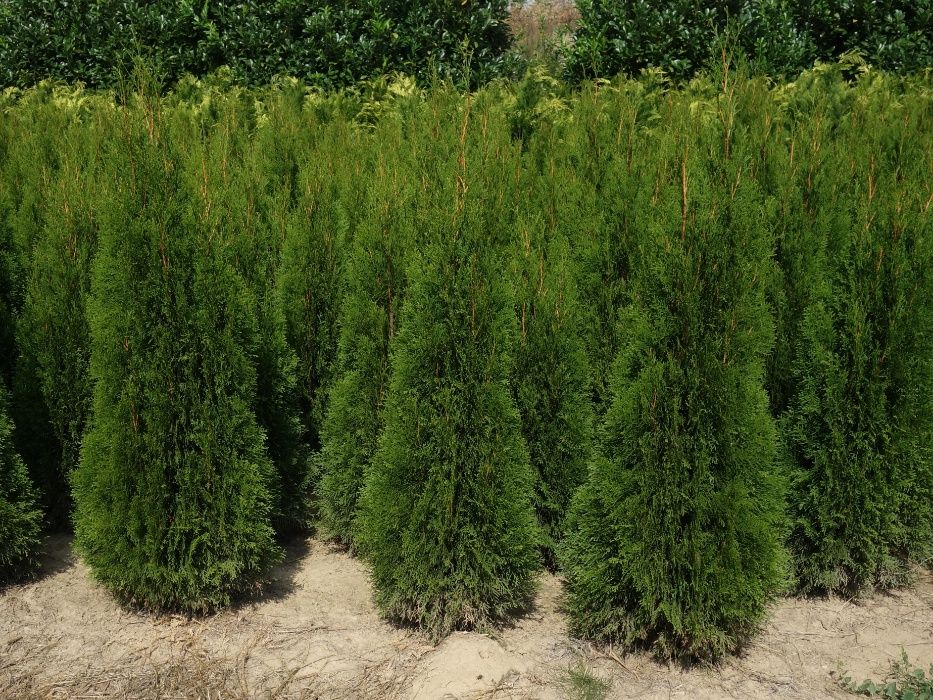 Thuja Smaragd 100,120,140,150,160 cm! Tuja Szmaragd! Tuje! Dowóz!