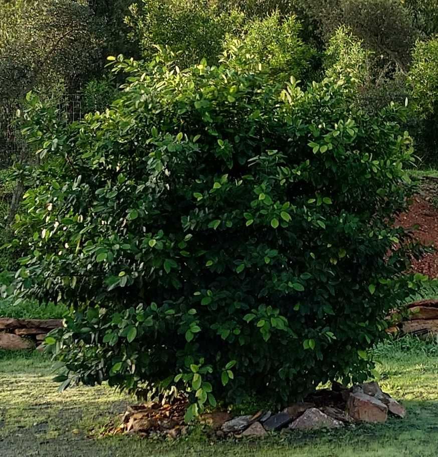 Ficus microcarpa asiática em vaso