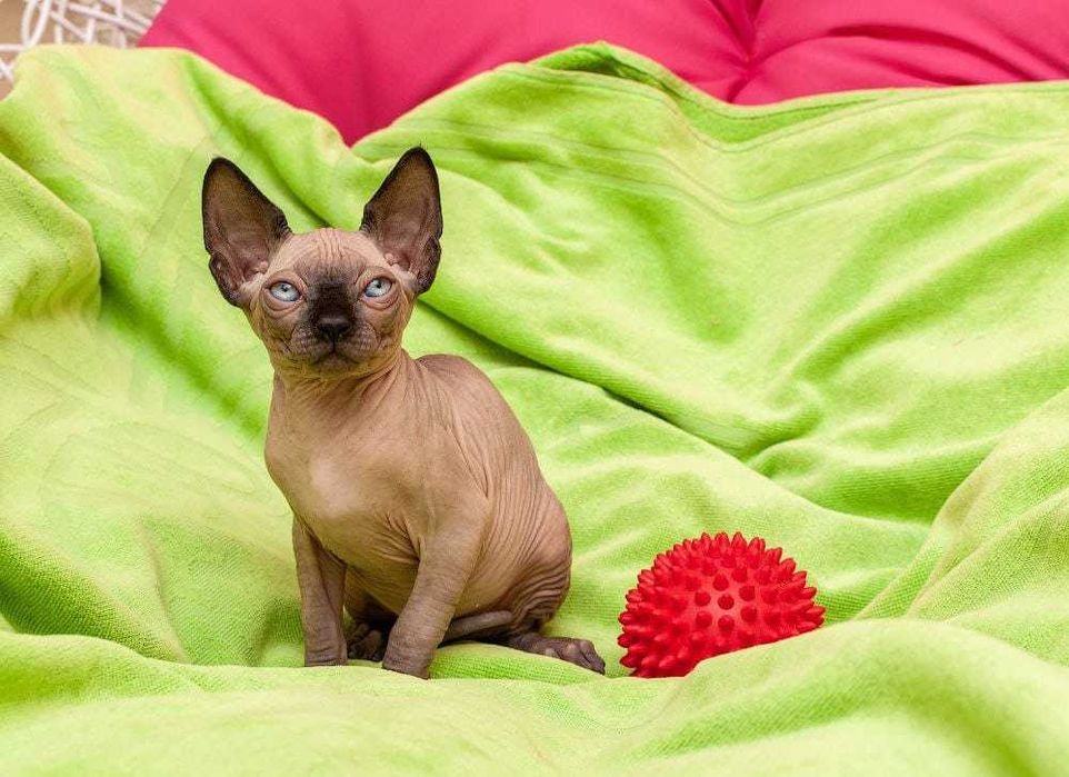 Кошенята канадський сфінкс