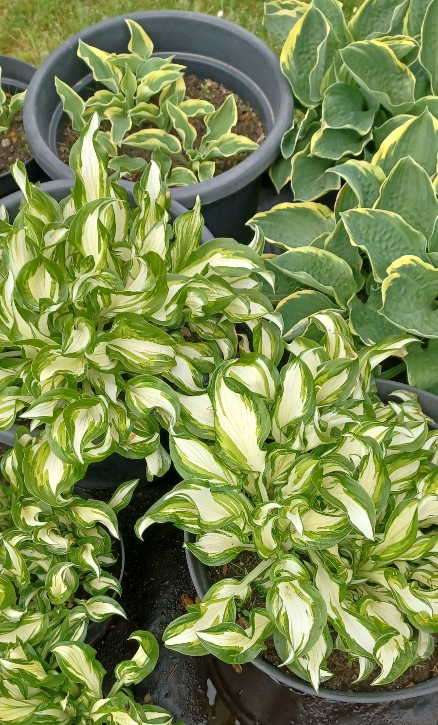Hosta / Funkia do ogrodu