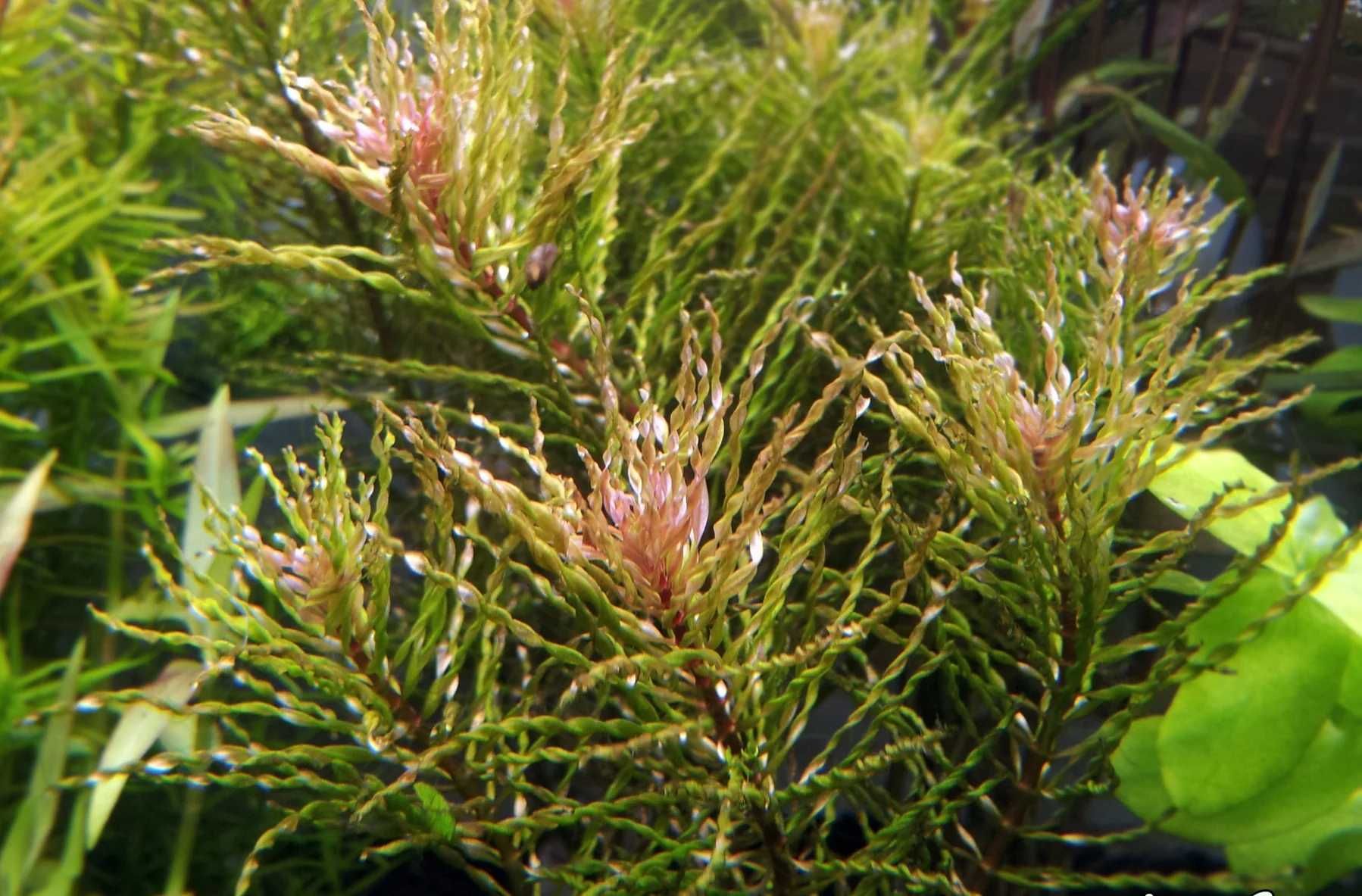 Planta para aquário ludwigia inclinata curly