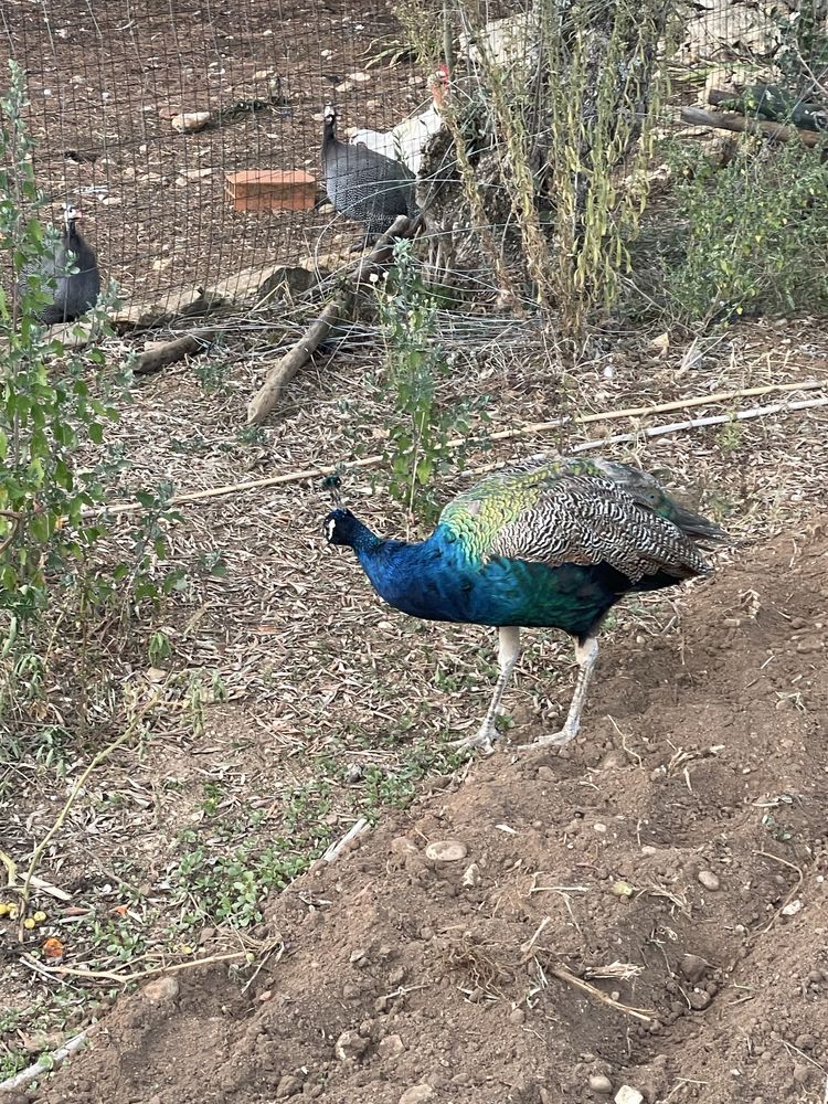 Pavão com cerca de três anos
