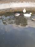 Patos / troca ou negociar