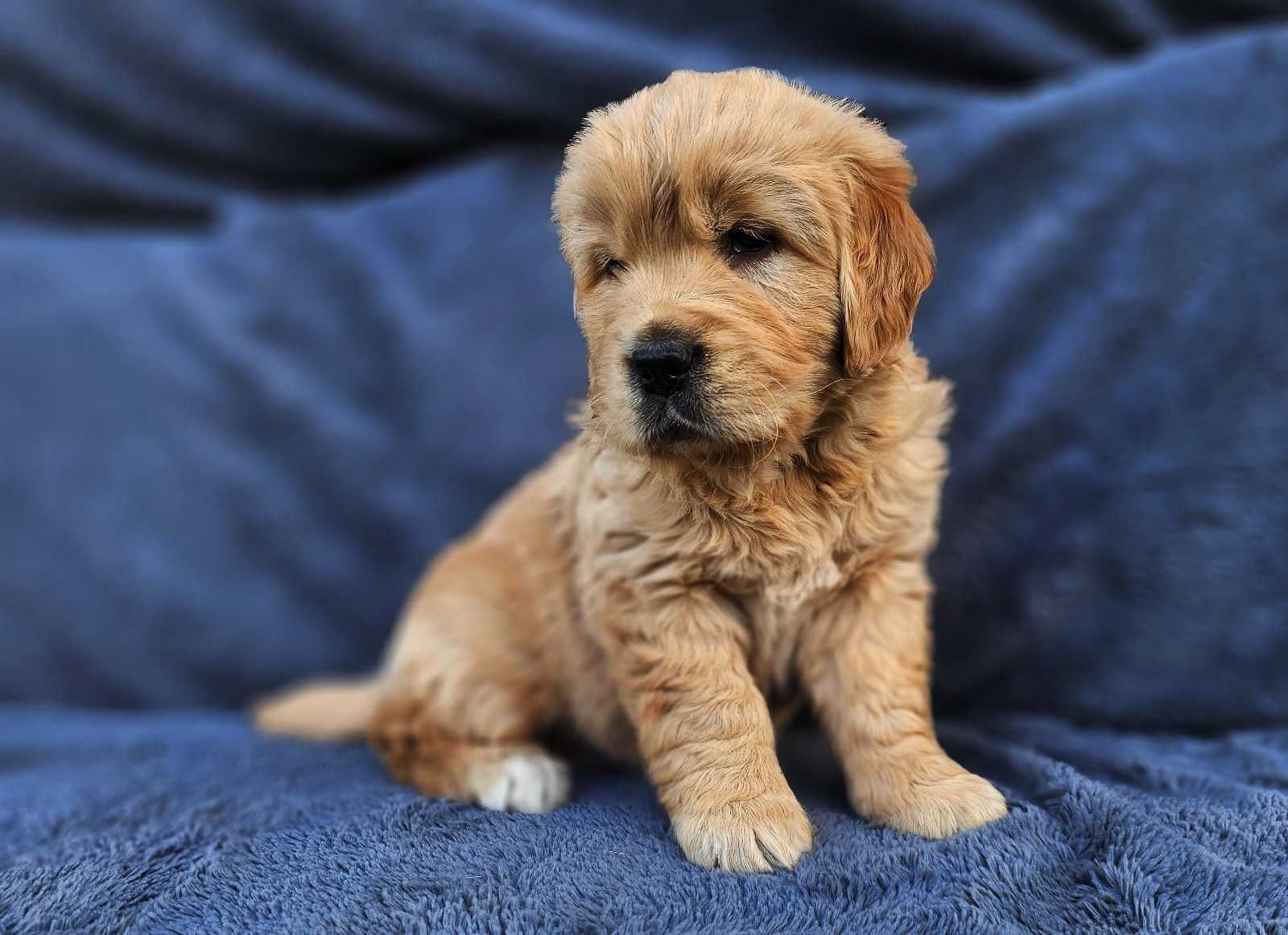 Golden Retriever - złoty szczeniak piesek.