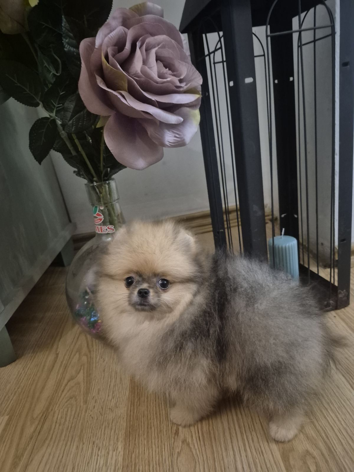 Pomeranian. Color cream z rodowodem