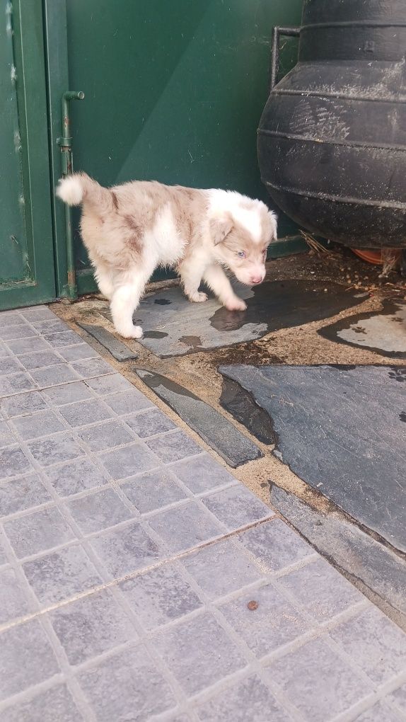 Border collie com pedigree red merle