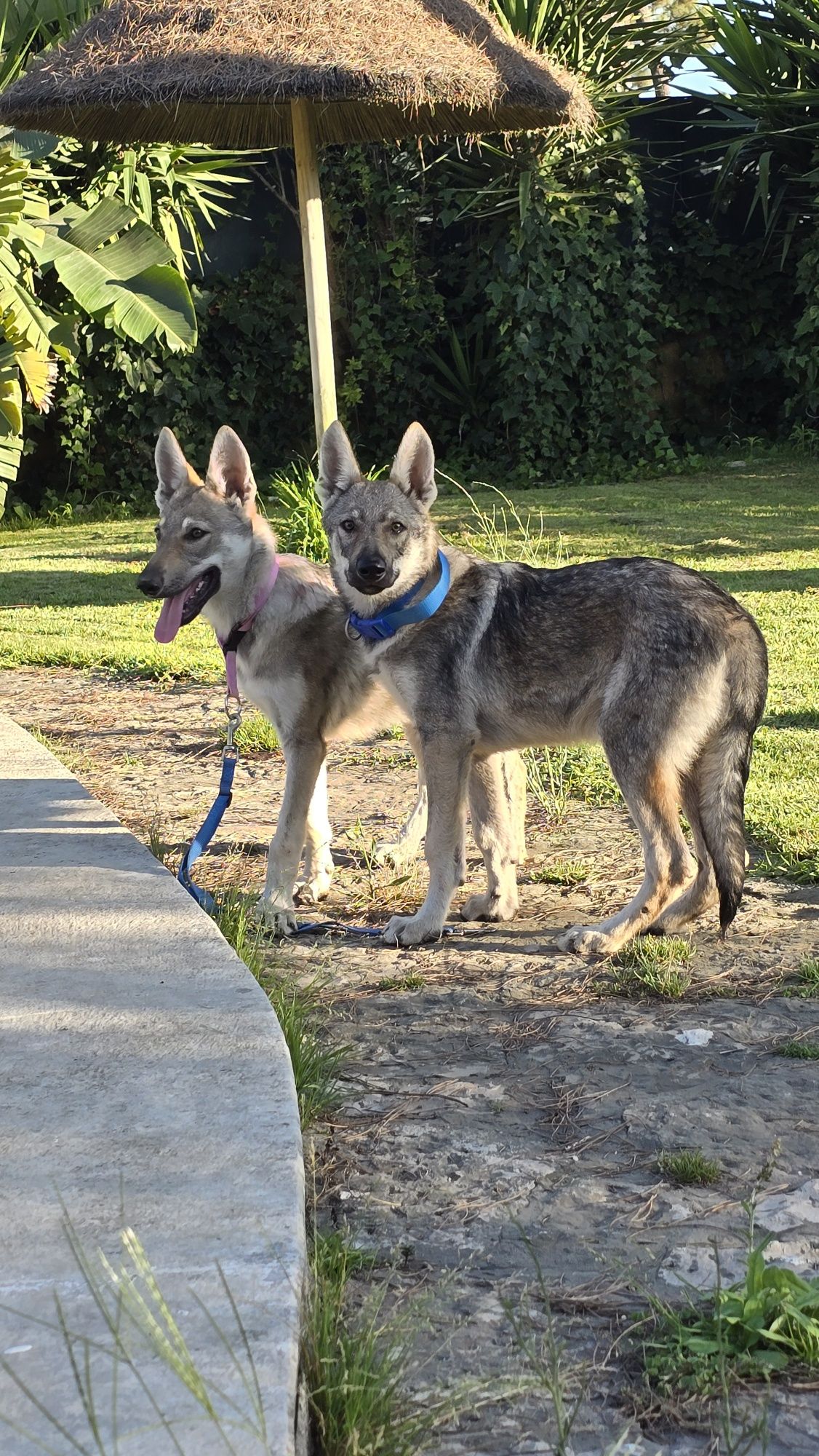Cão lobo Checoslováco com LOP