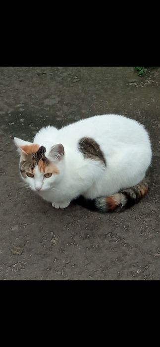 Віддамо в хороші руки котика і кицю.