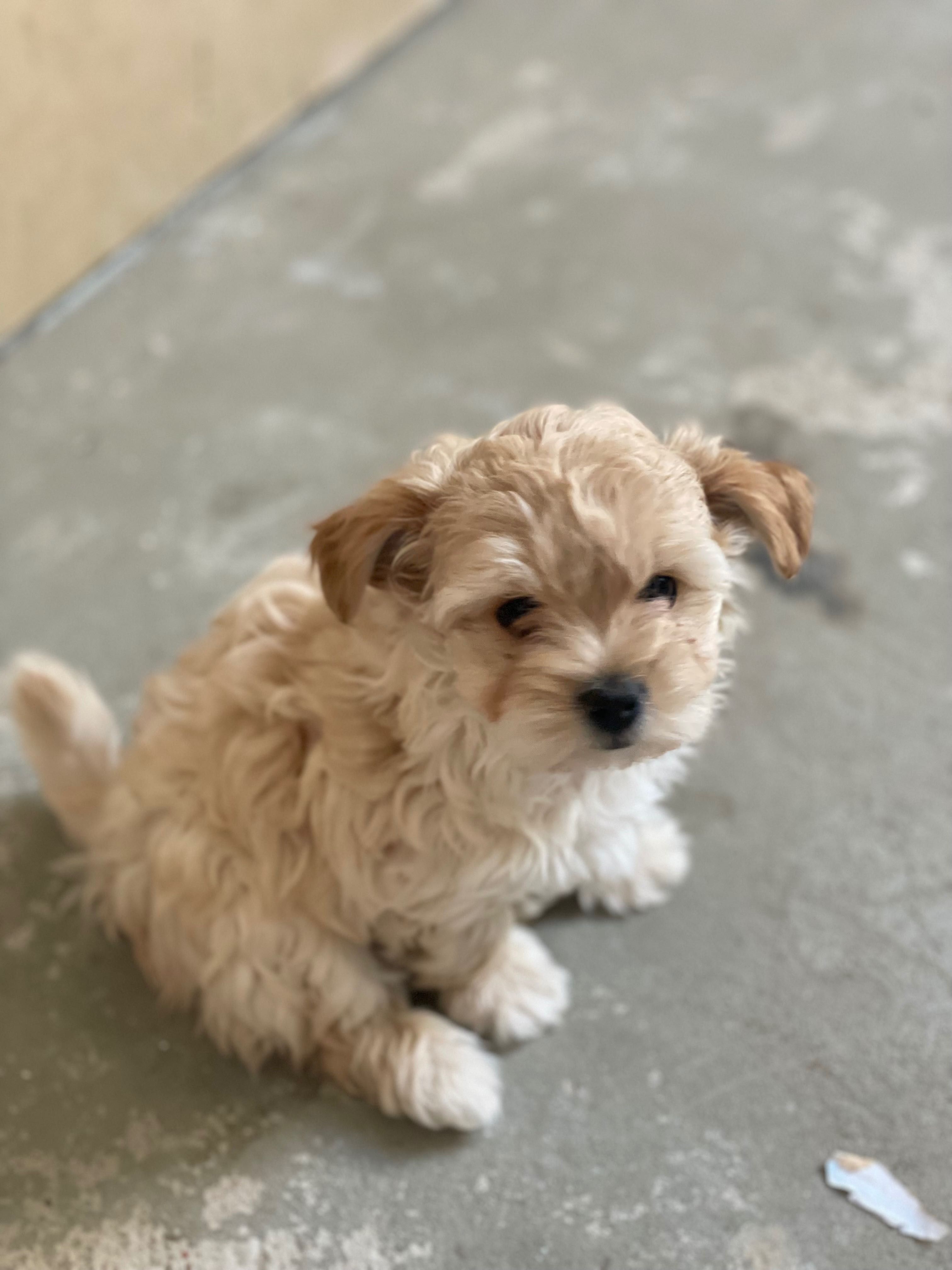 Piesek Maltipoo do odbioru początkiem lipca