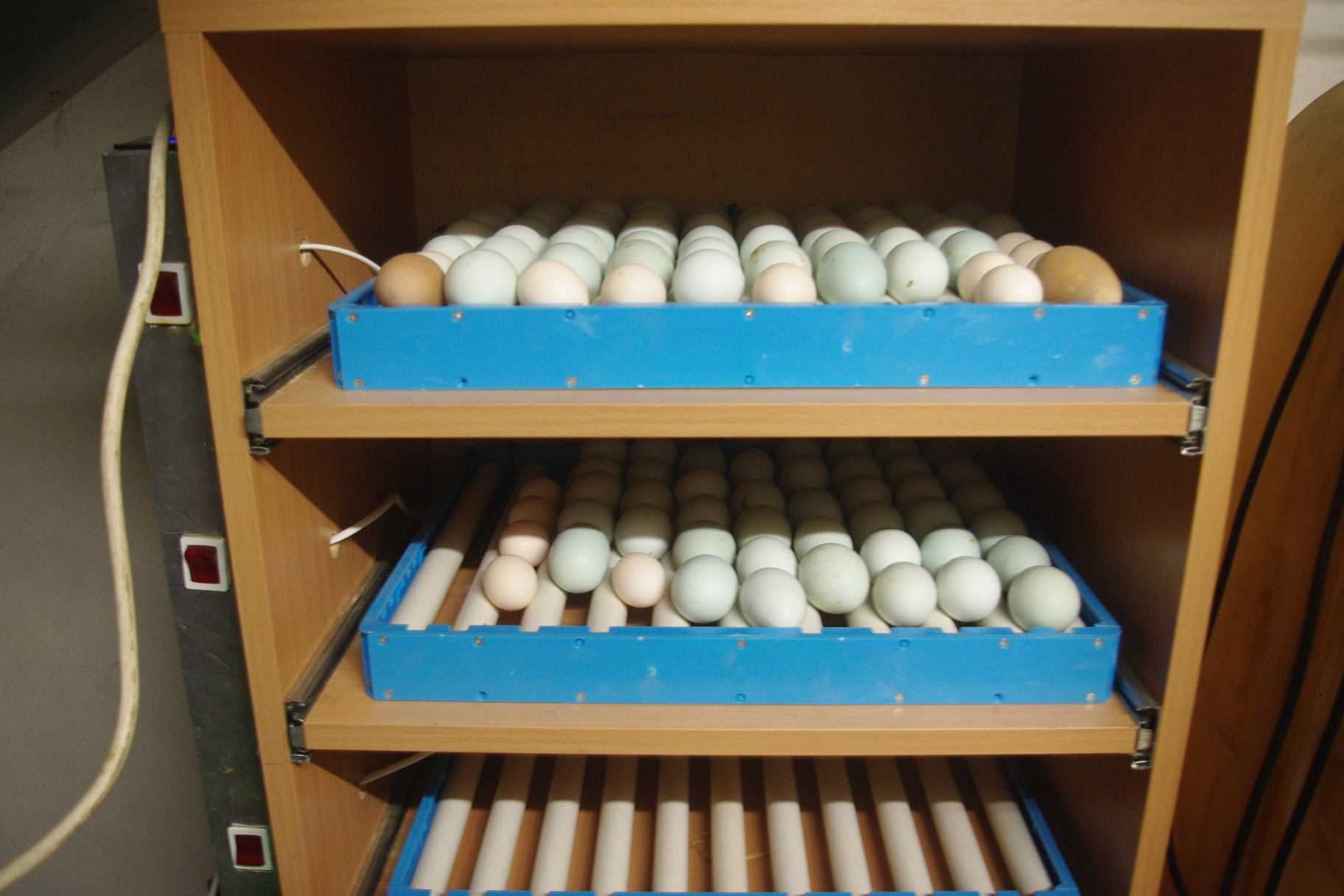 Legbar Cream , Marans , Jaja Lęgowe