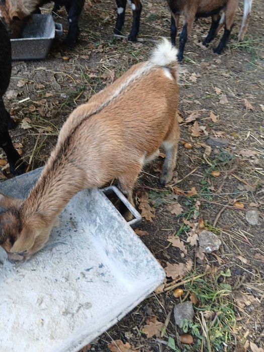 Vendo cabrito de raça anã