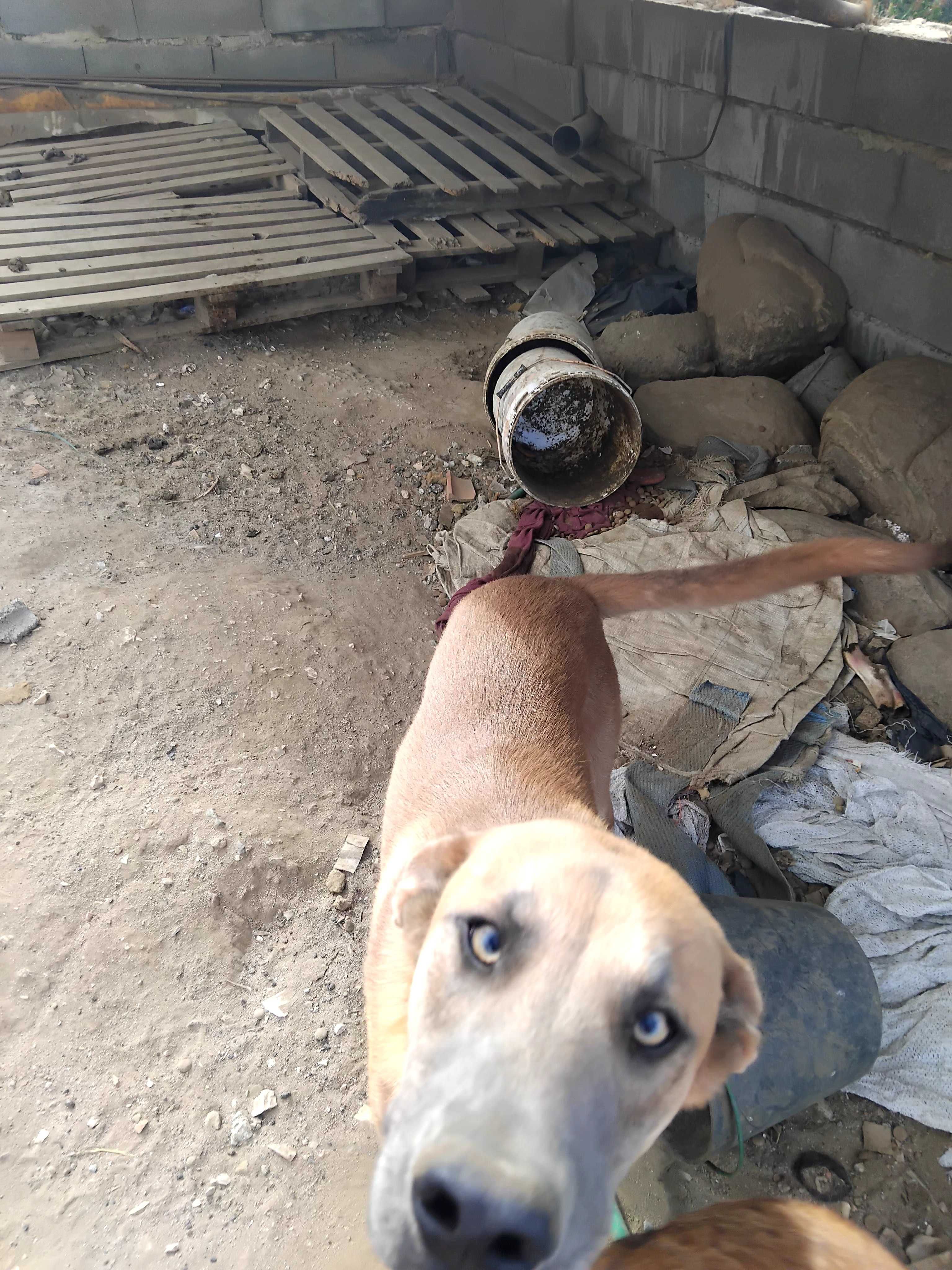 Cão arraçado de pastor alemão para doação