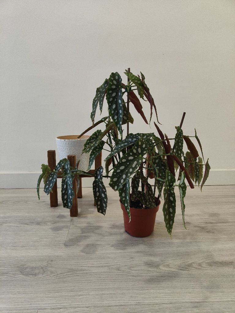 Begonia maculata // planta interior