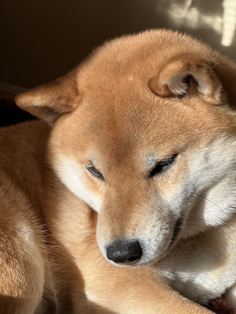 Samczyk Shiba inu