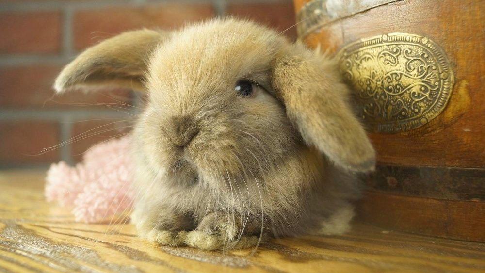 Mini lop do odbioru, mini lopy, karzełek teddy Poznań, miniaturka,