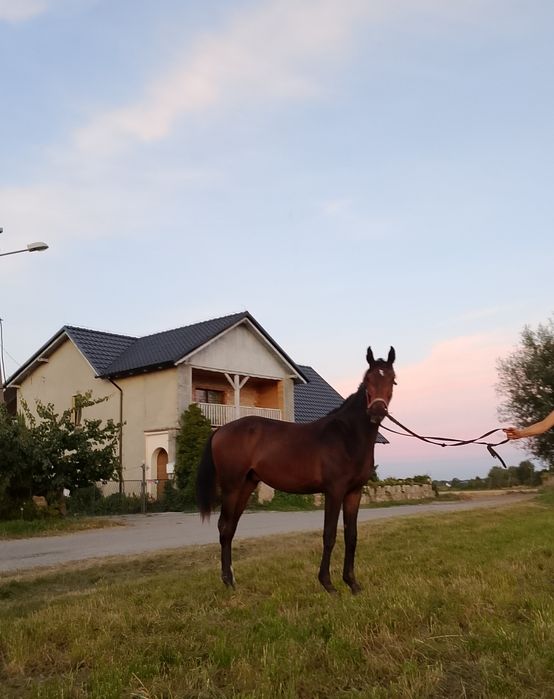 Ogierek 1,5 roku WLKP