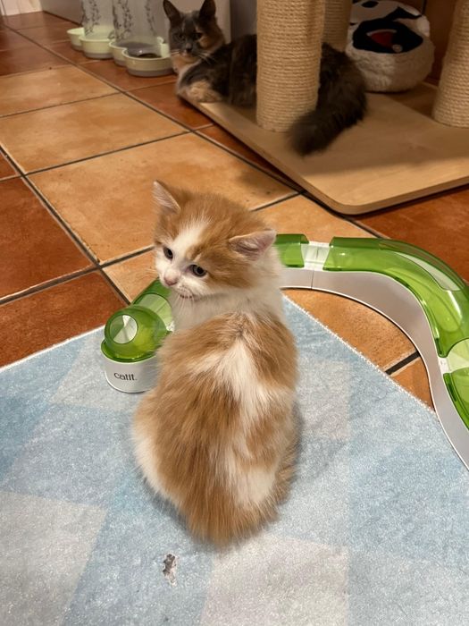 Archi Kocurek Rasy Munchkin Krótkołapy Carska Maskotka*PL