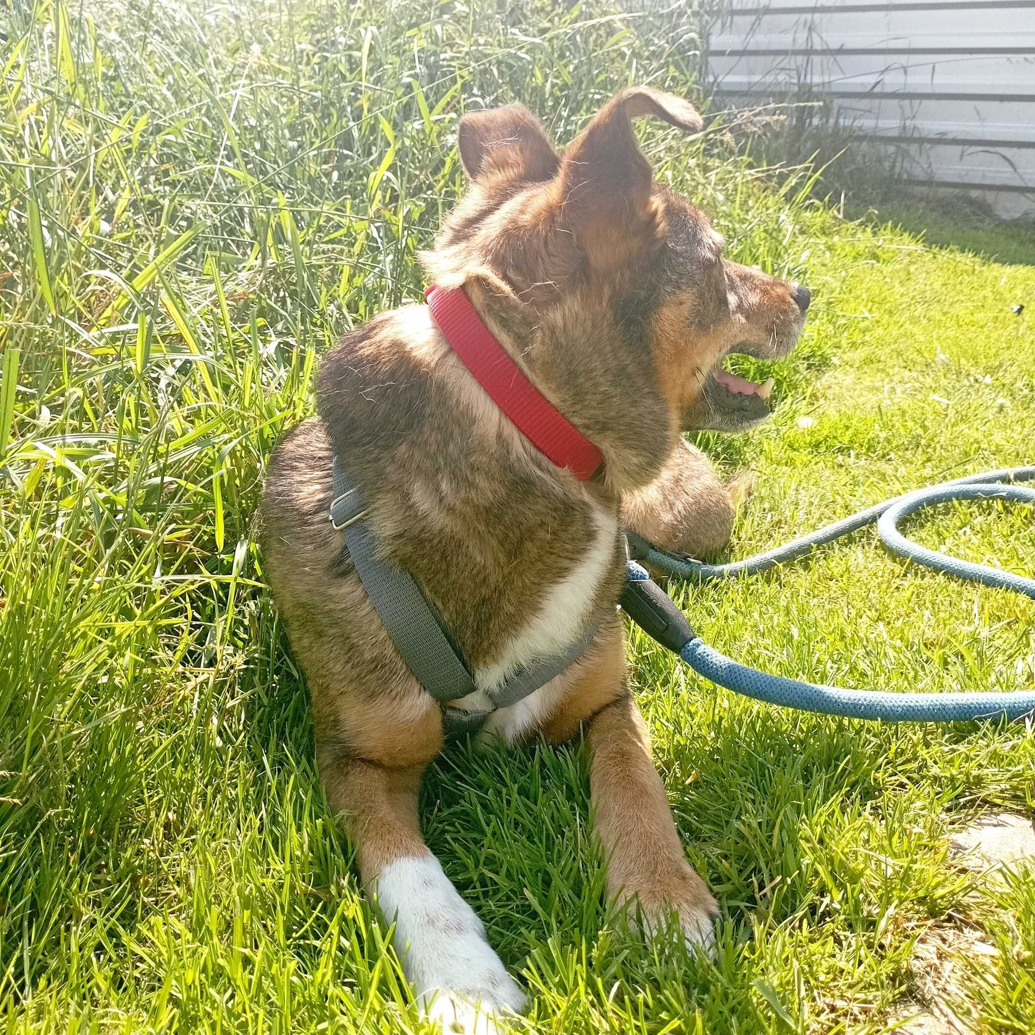 Tolek Wyjątkowy Piesek Szuka Domku Na Zawsze