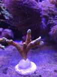 Montipora czerwona koralowiec sps