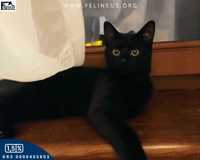 Śliczna, czarna kotka szuka kochającego domu
